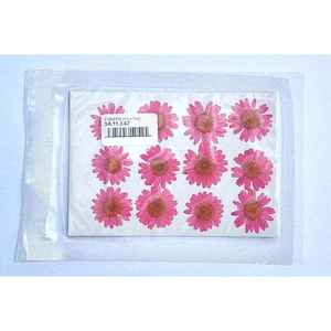 Dried Coloured Daisies - 12 pcs