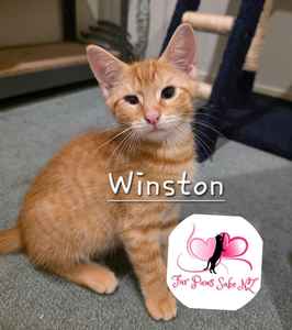 Winston the Kitten Fundraiser Cutters