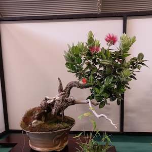 Home Garden D I Y: Bonsai with Peter Scammell - Starting on Monday 5 May 2025