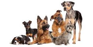 Home: SIT, STAY, SUCCEED with Margarette Marshall starts on 8 May 2025