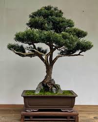A SUMMER SCHOOL - Bonsai for Beginners and Beyond - 19 to 23 January 2026