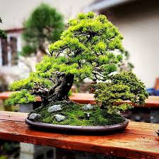 Saikei Introduction Workshop Bonsai with Peter Scammell - Sunday 28 June 2026
