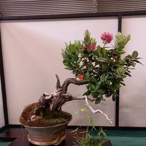 Bonsai with Peter Scammell - Starting on 11 May 2026