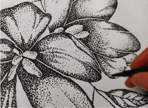 Botanical: Pen and Ink Stipple with Sandra Morris - Sunday 7 June 2026