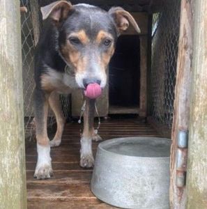 Dog Bowls Concrete Dog Bowls: 🪨 Concrete 🪨
