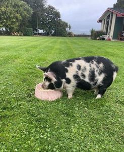 Dog Bowls Concrete Dog Bowls: 🌸 Pink Blush 🌸