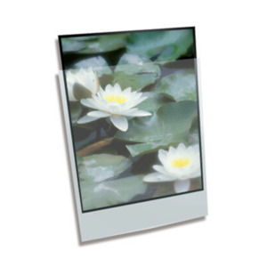 Polypropylene Enclosures Pages: Polypropylene Enclosure - 13 x 19" 330mmx483mm (A3+)