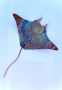 Copper Large Manta Wall art