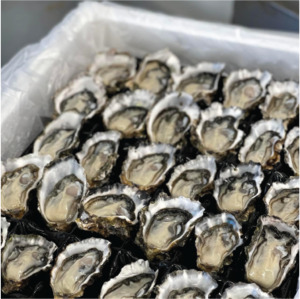 1/2 Shell Oysters / dozen