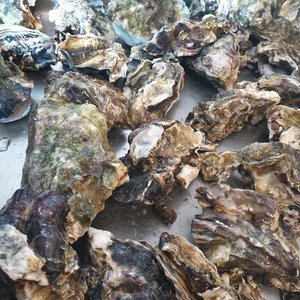 Wholeshell Oysters