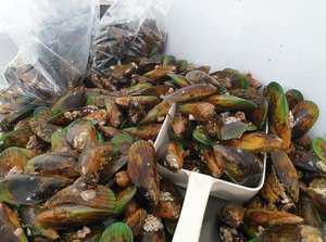 Products: Fresh Coromandel Greenlip Mussels - Coromandel Oyster Company