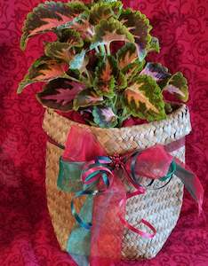 Products: Christmas Coleus Kete