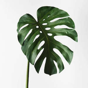 Outdoor: Monstera Leaf
