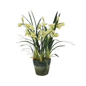 Outdoor: Orchid / Cymbidium / Light Green