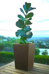 Frontpage: Tall tapered planter