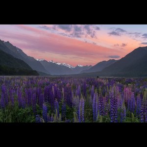 Products: Eglinton Lupines - Cory Marshall Photography Gallery
