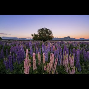 Products: Te Anau Pier - Cory Marshall Photography Gallery