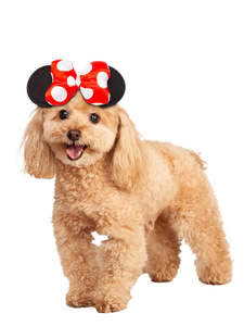 Minnie Mouse Ears for Pets - Disney Mickey Mouse
