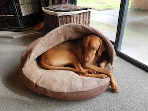 Deluxe Cosy Dog Cave