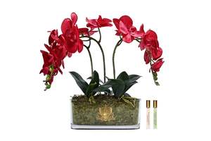 View All Flowers: NEW - Cote Noire Oval ORCHID - Red - OOV14