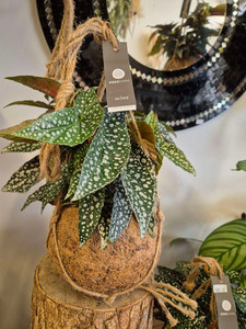 Products: Bergonia Hot Spot Hanging Plant CountryGardenFlowers