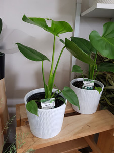 Monstera Delicious CountryGardenFlowers