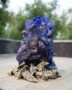 Oyster Sack: Five Dozen Live Pacific Whole Shell Oysters delivered on THURSDAYS to the Auckland Region