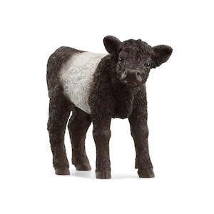 SC Galloway Calf (Red Dot)
