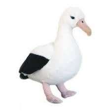 Albatross Sound Bird