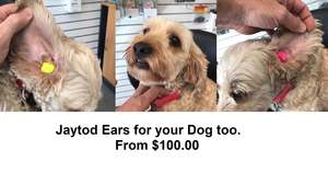 Jaytod Ears: Earplugs custom made  for your dog from $150. In stock Appointment required for fitting
