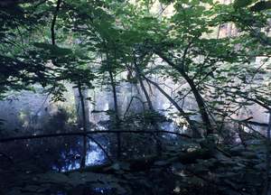 Poland: Bialowieza V