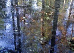 Poland: Bialowieza IV