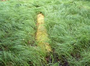 Poland: Bialowieza III