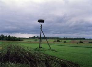 Poland: Storks Nest Near Bailystok