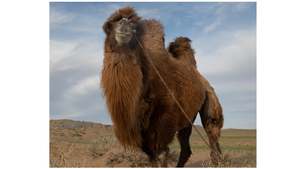 Mongolia: Mongolia XXII