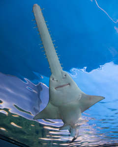 Australia: Swordfish