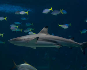 Australia: Shark