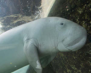Australia: Manatee