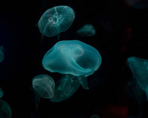 Jellyfish