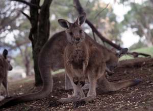 Australia: Kangaroo