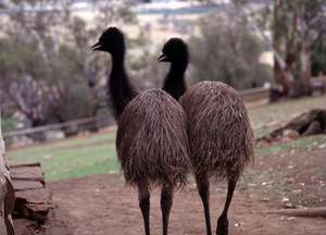 Australia: Emu