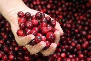 3 Kg Fresh Cranberries – Pre-Order…