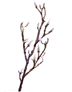 Magnolia Branch with Buds 71cm