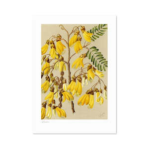 Botanical Illustration Kowhai A3 Print