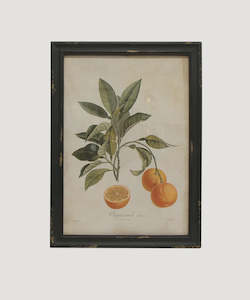 Wall Art: Botanical Orange Wall Art