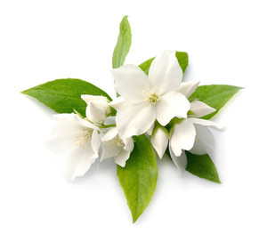 Products: Perfect Posy Cre8tive-Gems