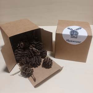 Create Your Own Collage Box: Mini Pinecones
