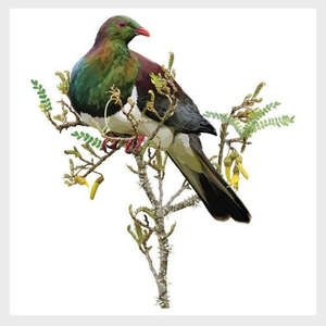 New Zealand Coasters Placemats: Kereru on Kowhai Branch Coaster Set