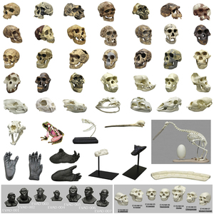 Products: MODEL SKULLS AND SKELETONS: Variety