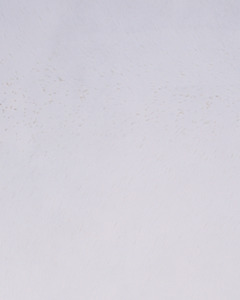 Panels: White Solitary Star Cleanstone